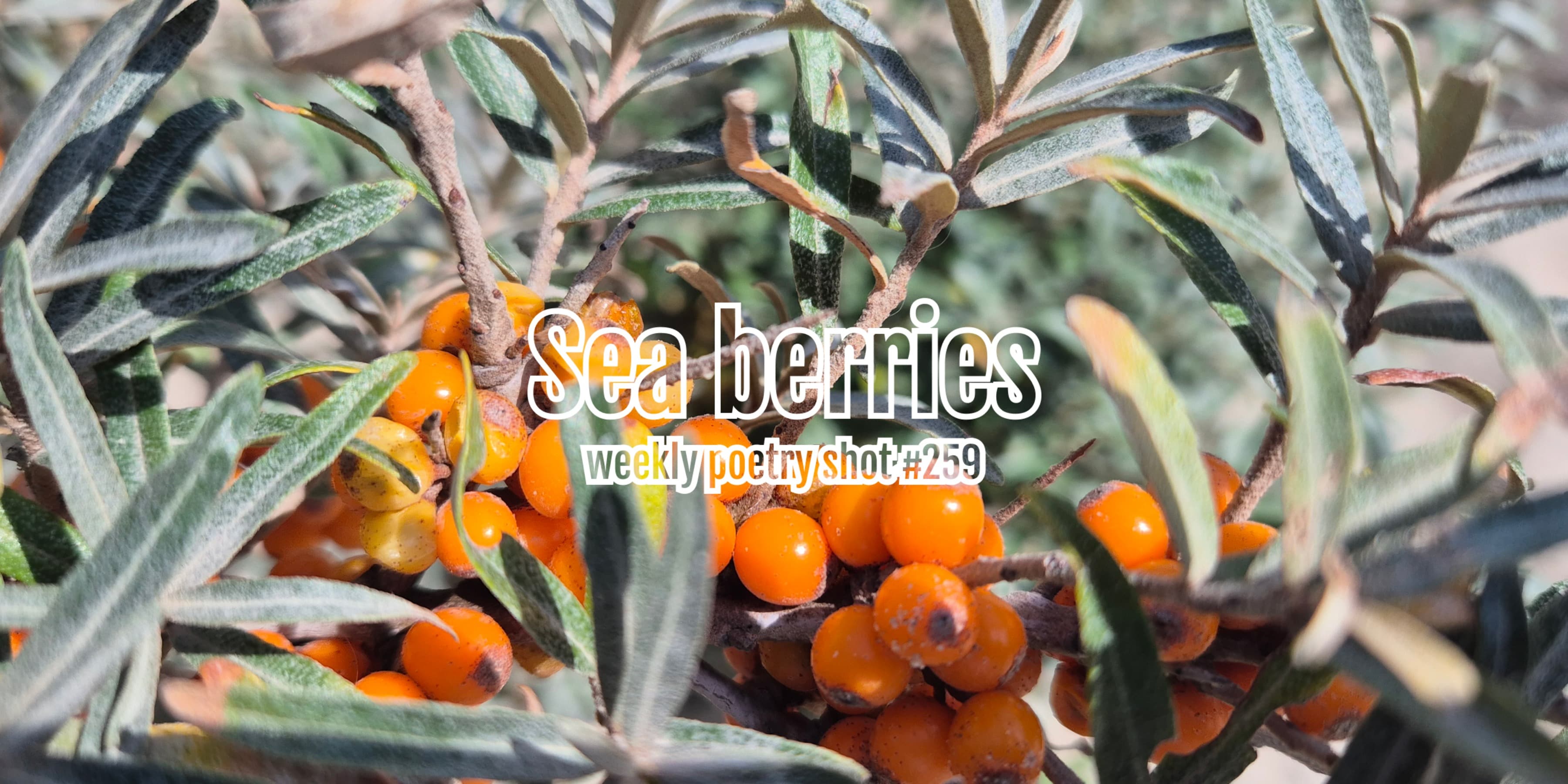 Discover card cover image