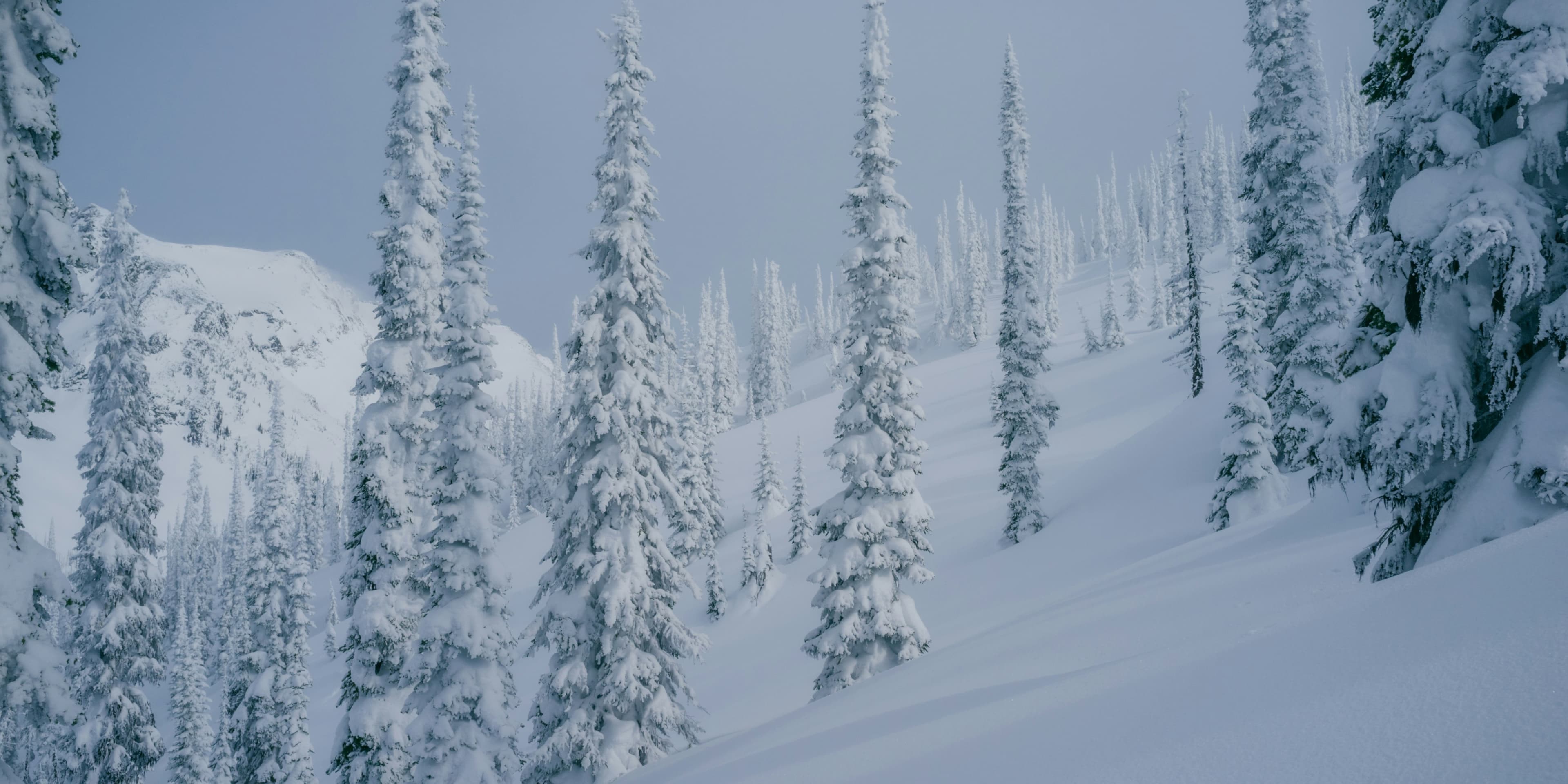 Discover card cover image